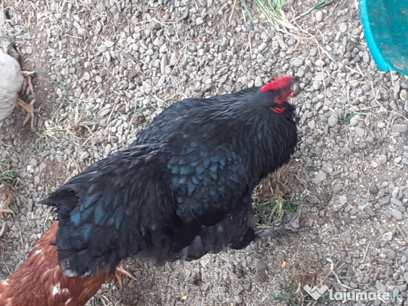 Cocos Australorp, 2 ani