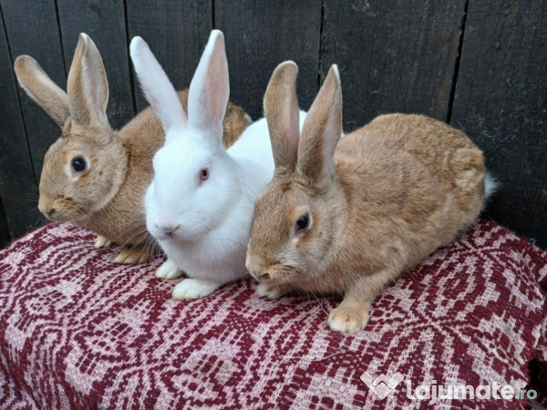 Iepuri hycole francez! 