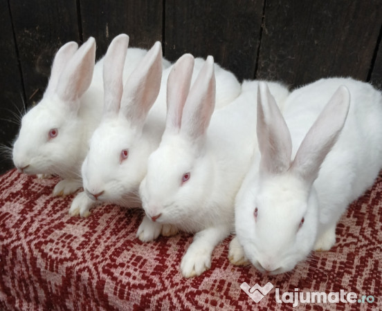 Iepuri hycole francez! 