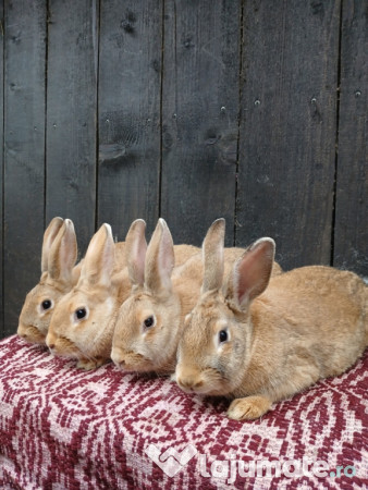 Iepuri hycole francez! 