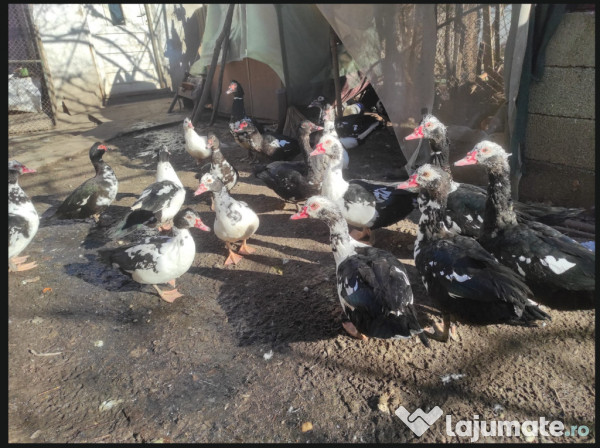 Rate lesesti ( Mute ) Tinere. 