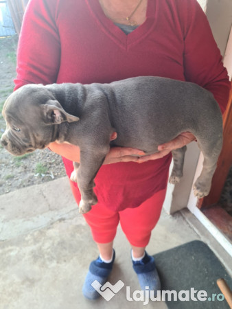 American Bully pocket 