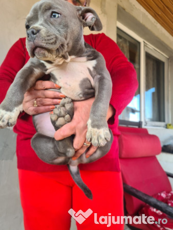 American Bully pocket 