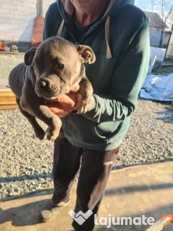 American Bully pocket 