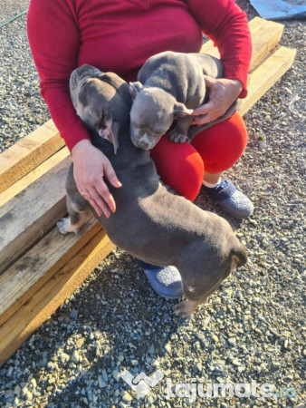 American Bully pocket 