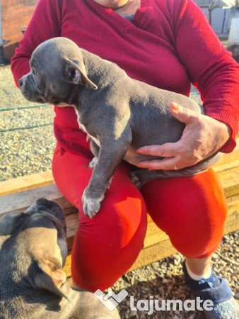American Bully pocket 