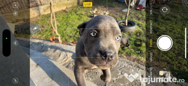 Pui cane corso gri și negri 