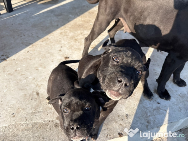 Pui cane corso gri și negri 