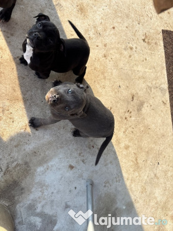 Pui cane corso gri și negri 