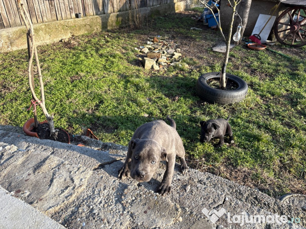 Pui cane corso gri și negri 