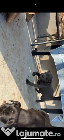 Pui cane corso gri și negri 