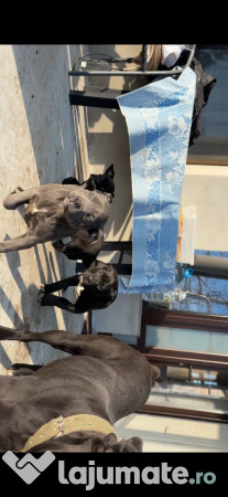 Pui cane corso gri și negri 