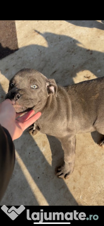 Pui cane corso gri și negri 