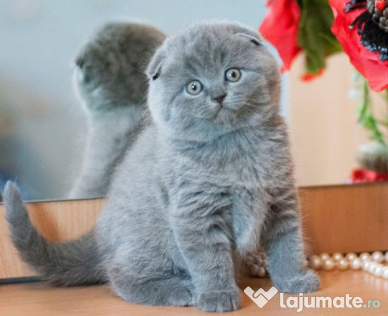 Scottish Fold blue 