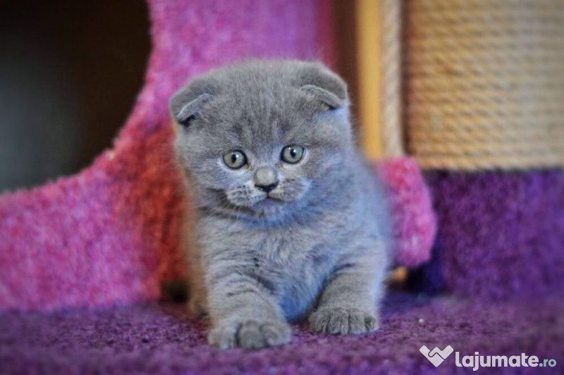 Scottish Fold blue 