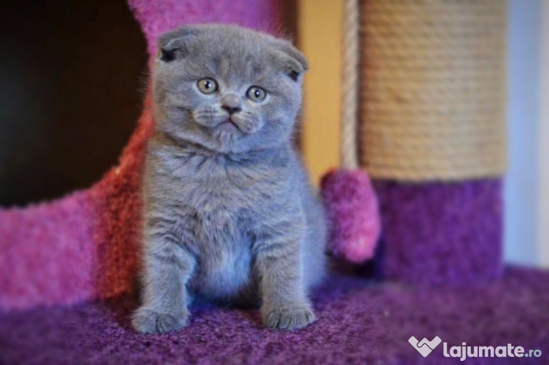 Scottish Fold blue 