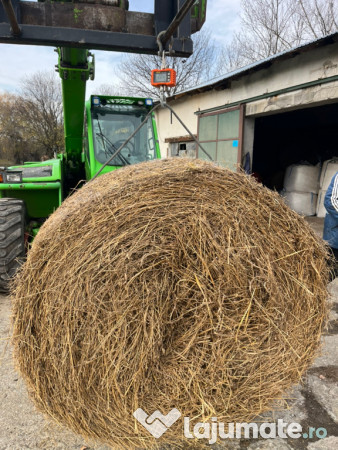 Baloti de lucerna 2025 