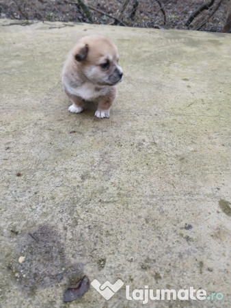 Donez / dau spre adopție catelus de talie mica 