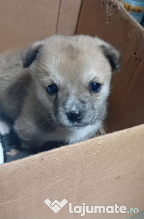 Donez / dau spre adopție catelus de talie mica 