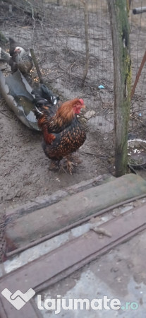 Cocoși găini brahma 