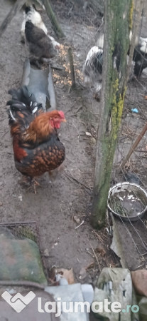 Cocoși găini brahma 