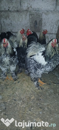 Cocoși găini brahma 