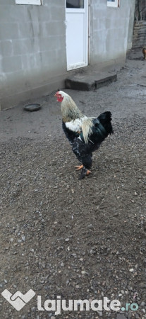 Cocoși găini brahma 