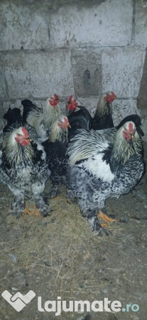 Cocoși găini brahma 