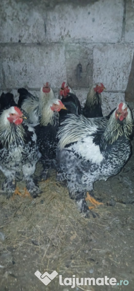 Cocoși găini brahma 