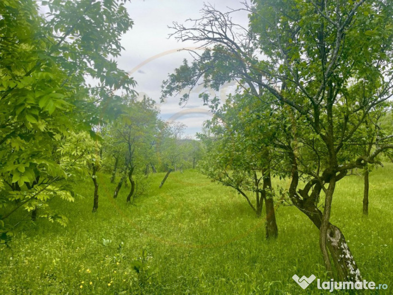 Teren intravilan Sotrile 6762 mp – Investitie, camping, ag 