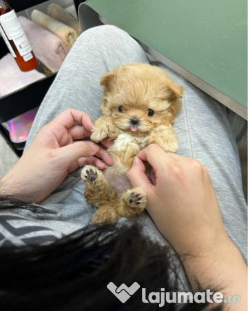 Maltipoo Mini Toy