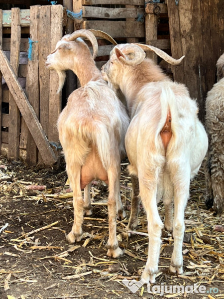 Capra si țap-pereche sau separat 