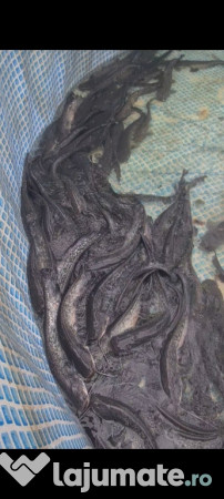 Somn pentru populare 