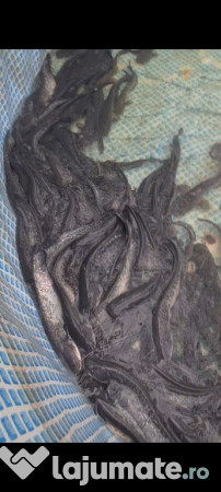 Somn pentru populare 