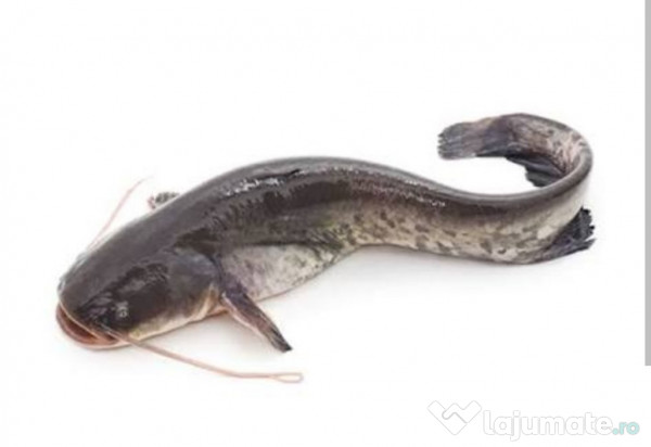 Somn pentru populare 