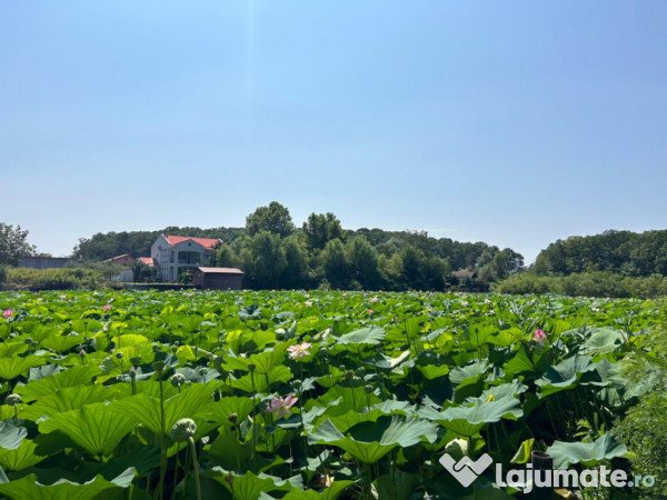 Teren de Vis pe malul lacului Snagov / 4000 mp in inima Natu