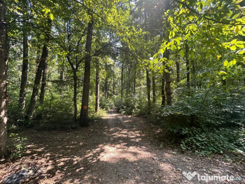 Teren de Vis pe malul lacului Snagov / 4000 mp in inima Natu