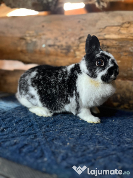 Iepurași pitici disponibili 