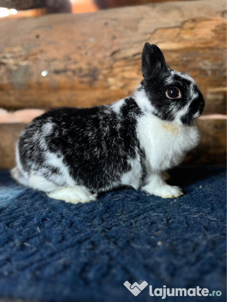 Iepurași pitici disponibili 