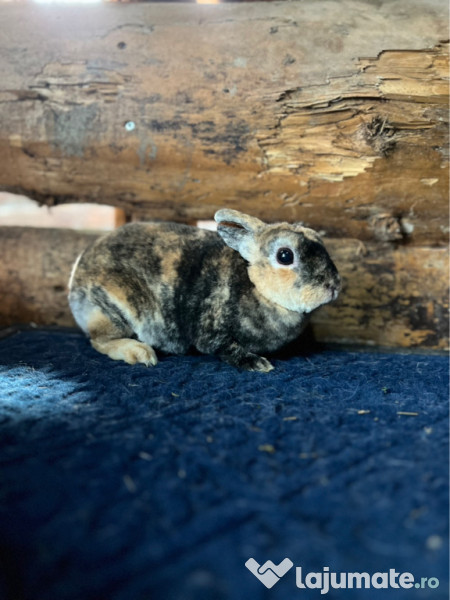 Iepurași pitici disponibili 