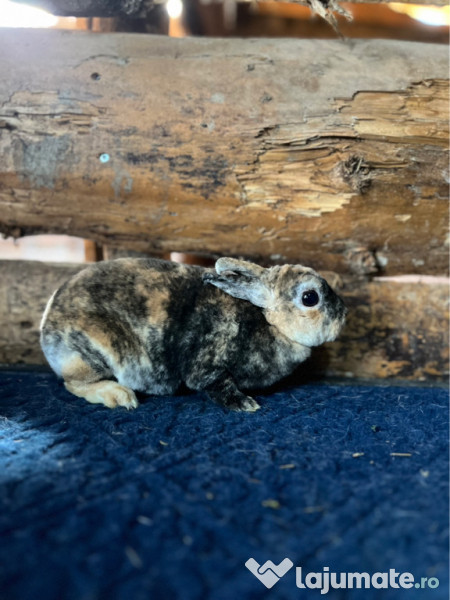 Iepurași pitici disponibili 