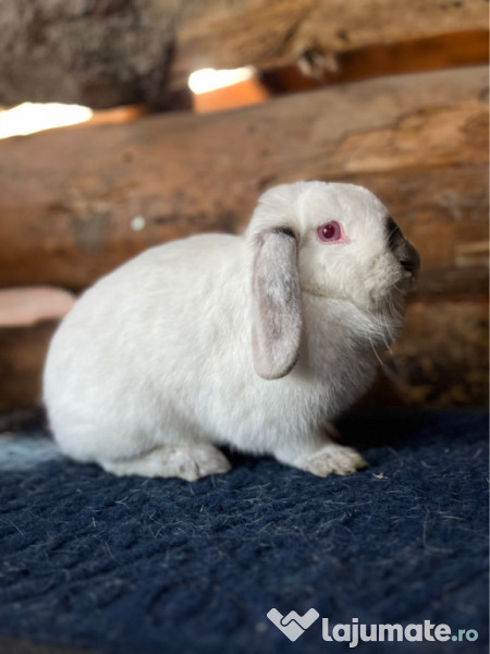 Iepurași pitici disponibili 