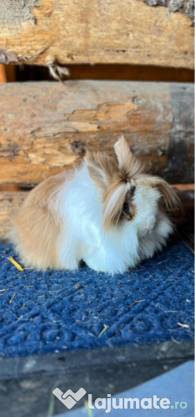 Iepurași pitici disponibili 