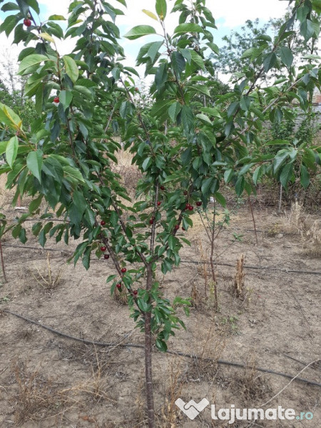 Taieri pomi fructiferi 