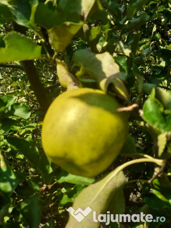 Taieri pomi fructiferi 