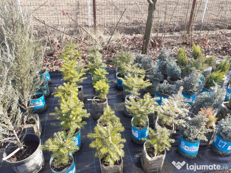 Taieri pomi fructiferi 