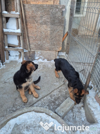 Pui Ciobănesc German cu Pedigree