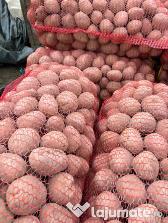 Cartofi Rosu Bellaroza 