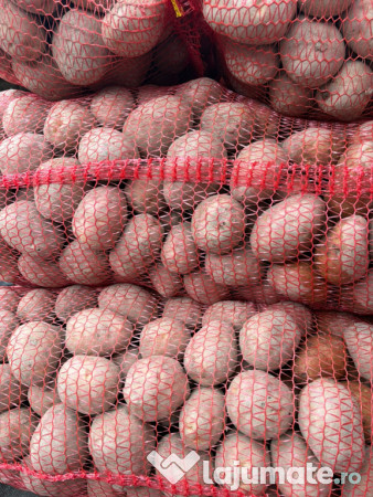 Cartofi Rosu Bellaroza 