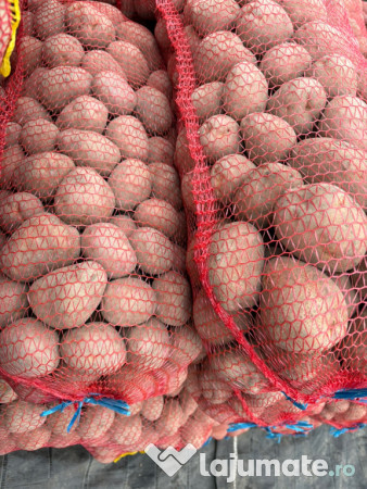 Cartofi Rosu Bellaroza 